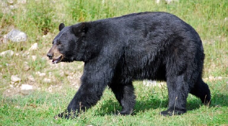 Amazing Facts About Black Bear